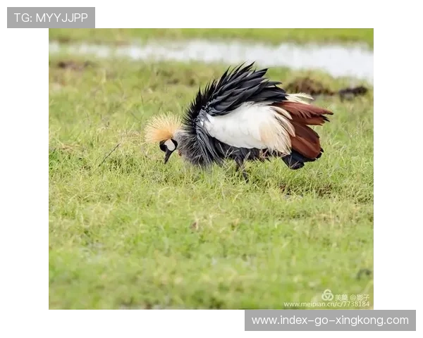 拳击手的闪身反击成为当晚最精彩瞬间